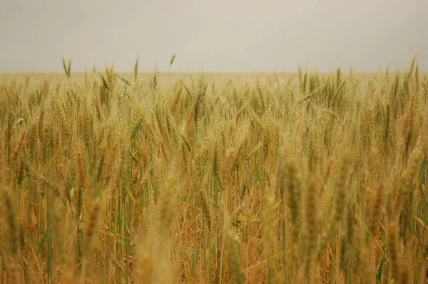 Kuzey Arjantin 'deki altın buğday tarlaları