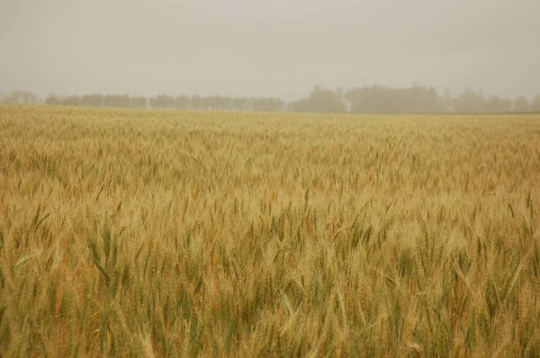 Kuzey Arjantin 'deki altın buğday tarlaları