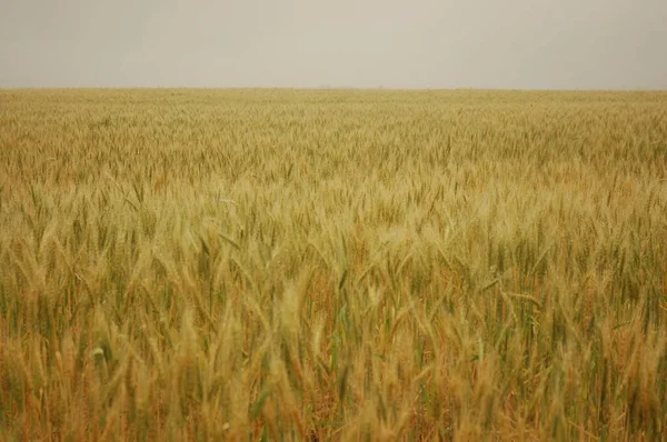 Kuzey Arjantin 'deki altın buğday tarlaları