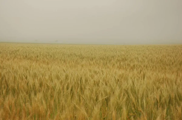 Campi Grano Dorato Nell Argentina Settentrionale — Foto Stock