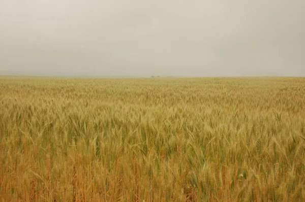 Kuzey Arjantin 'deki altın buğday tarlaları