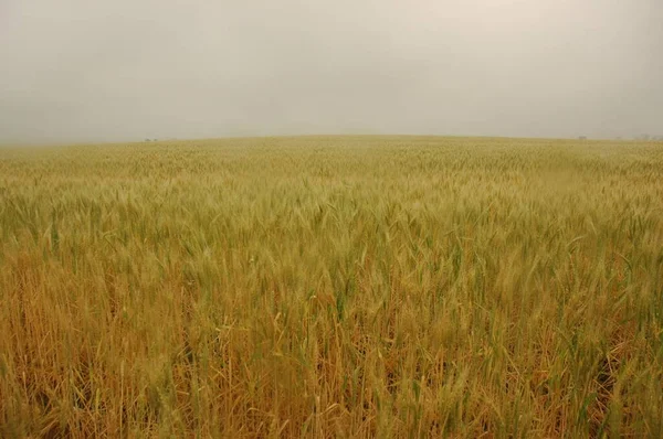 Golden Wheat Fields Northern Argentina — Stock Fotó