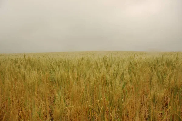 Kuzey Arjantin 'deki altın buğday tarlaları