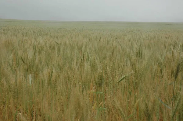 Kuzey Arjantin 'deki altın buğday tarlaları