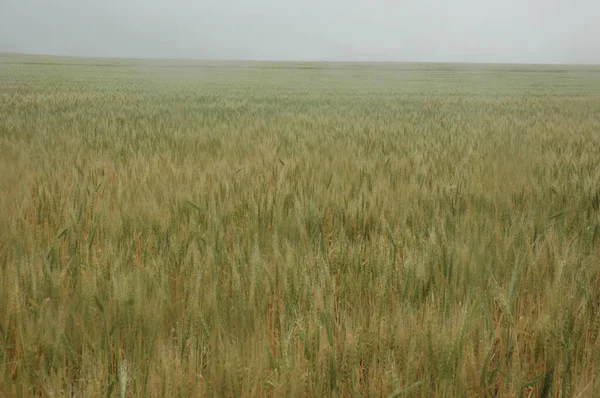 Kuzey Arjantin 'deki altın buğday tarlaları
