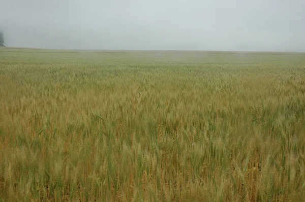 Kuzey Arjantin 'deki altın buğday tarlaları