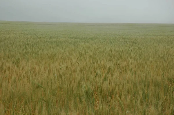 Gyllene Vetefält Norra Argentina — Stockfoto