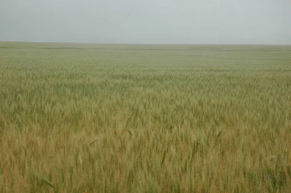 Kuzey Arjantin 'deki altın buğday tarlaları