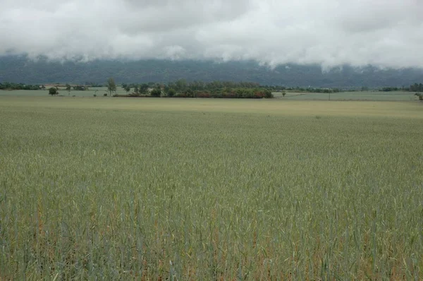 Kuzey Arjantin 'deki altın buğday tarlaları