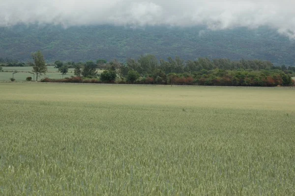Kuzey Arjantin 'deki altın buğday tarlaları