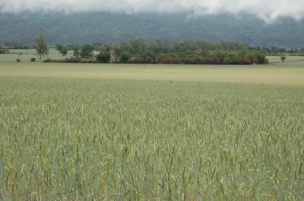 Kuzey Arjantin 'deki altın buğday tarlaları