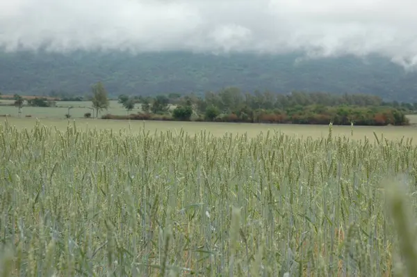 Kuzey Arjantin 'deki altın buğday tarlaları