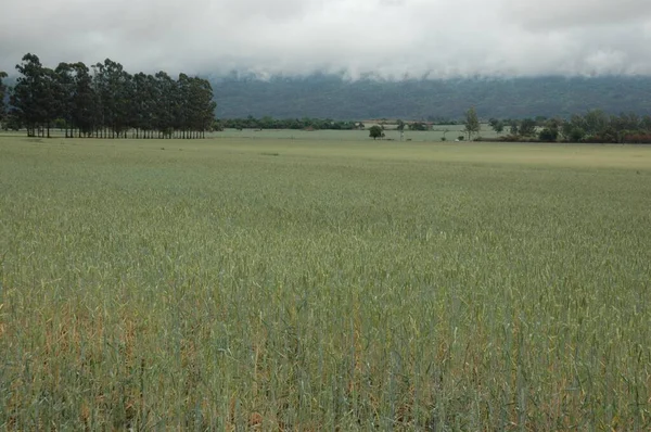 Kuzey Arjantin 'deki altın buğday tarlaları
