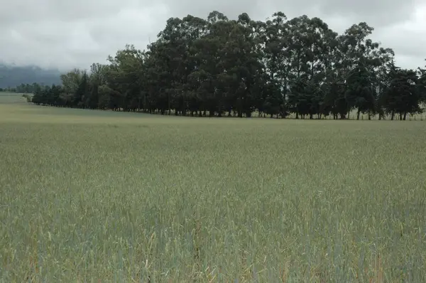 Kuzey Arjantin 'deki altın buğday tarlaları