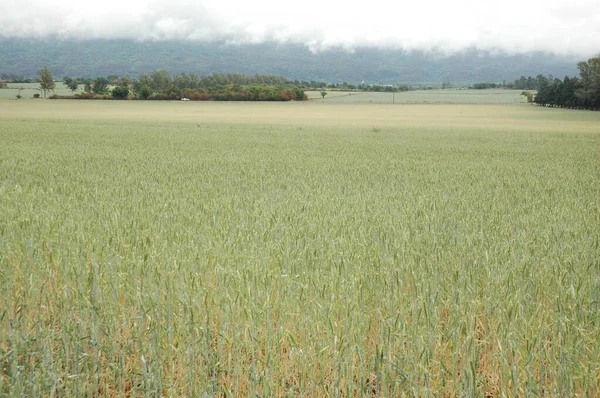 Kuzey Arjantin 'deki altın buğday tarlaları