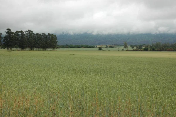 Kuzey Arjantin 'deki altın buğday tarlaları