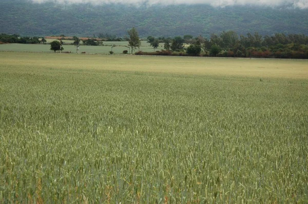 Kuzey Arjantin 'deki altın buğday tarlaları