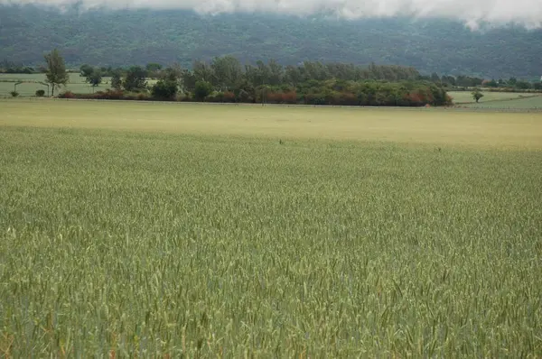 Kuzey Arjantin 'deki altın buğday tarlaları