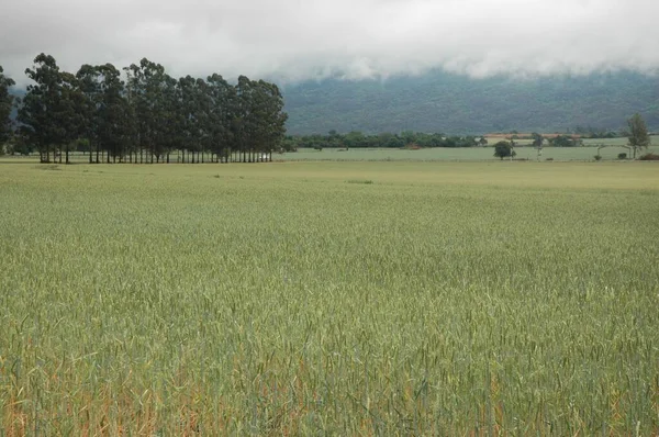 Kuzey Arjantin 'deki altın buğday tarlaları
