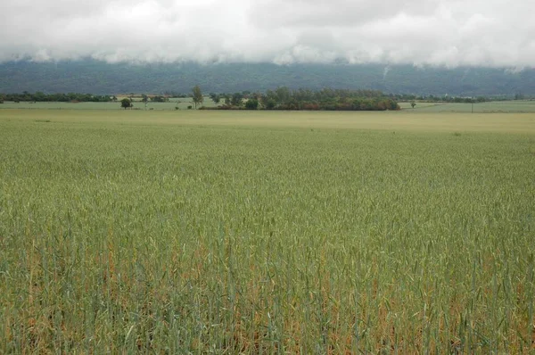 Kuzey Arjantin 'deki altın buğday tarlaları