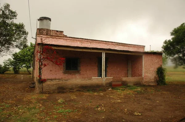Kuzey Arjantin 'deki altın buğday tarlaları