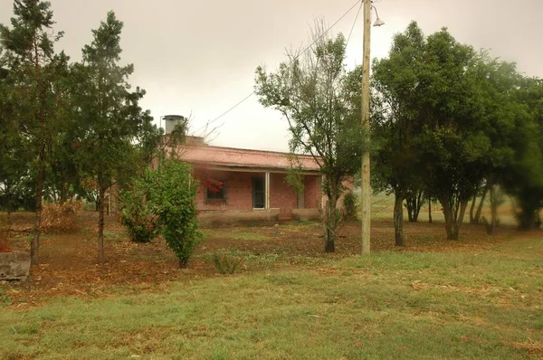 Kuzey Arjantin 'deki altın buğday tarlaları