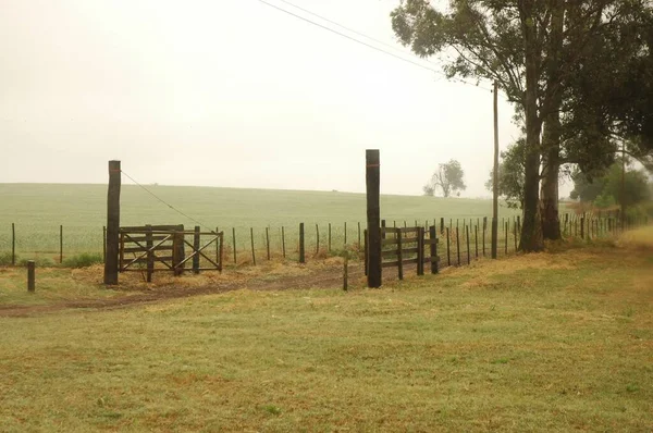 Campi Grano Dorato Nell Argentina Settentrionale — Foto Stock