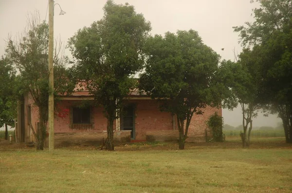 Kuzey Arjantin 'deki altın buğday tarlaları