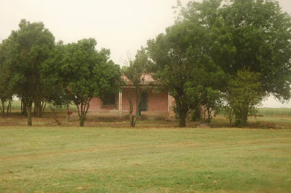 Kuzey Arjantin 'deki altın buğday tarlaları