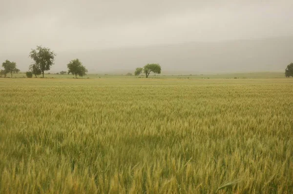 Kuzey Arjantin 'deki altın buğday tarlaları