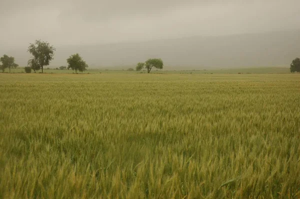 Kuzey Arjantin 'deki altın buğday tarlaları