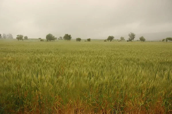 Kuzey Arjantin 'deki altın buğday tarlaları
