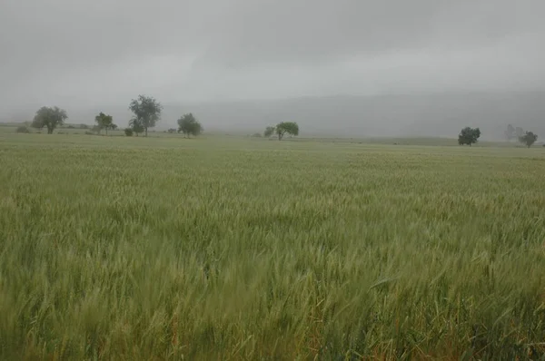 Kuzey Arjantin 'deki altın buğday tarlaları