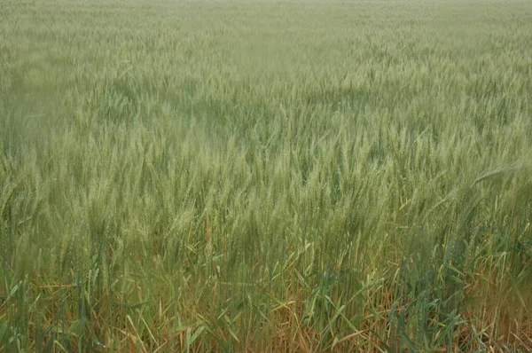 Campi Grano Dorato Nell Argentina Settentrionale — Foto Stock