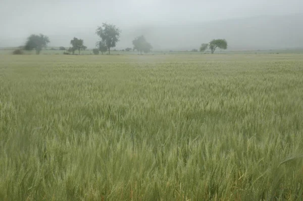 Kuzey Arjantin 'deki altın buğday tarlaları