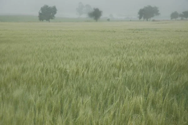 Golden Wheat Fields Northern Argentina — стокове фото