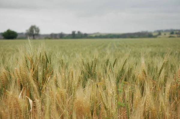 Kuzey Arjantin 'deki altın buğday tarlaları