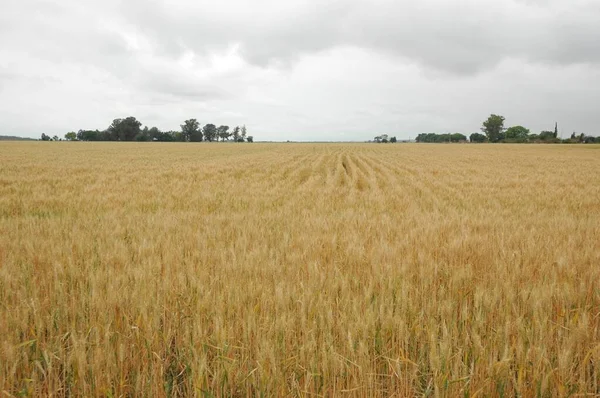 Kuzey Arjantin 'deki altın buğday tarlaları