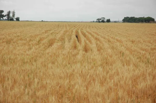 Kuzey Arjantin 'deki altın buğday tarlaları
