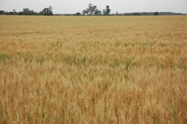 Kuzey Arjantin 'deki altın buğday tarlaları