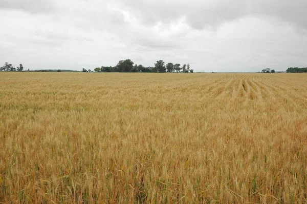 Kuzey Arjantin 'deki altın buğday tarlaları