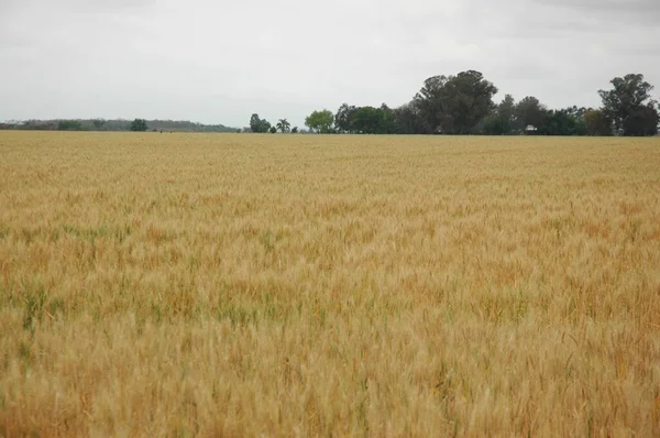 Kuzey Arjantin 'deki altın buğday tarlaları