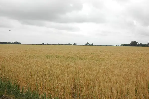 Kuzey Arjantin 'deki altın buğday tarlaları