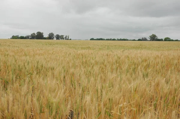 Kuzey Arjantin 'deki altın buğday tarlaları