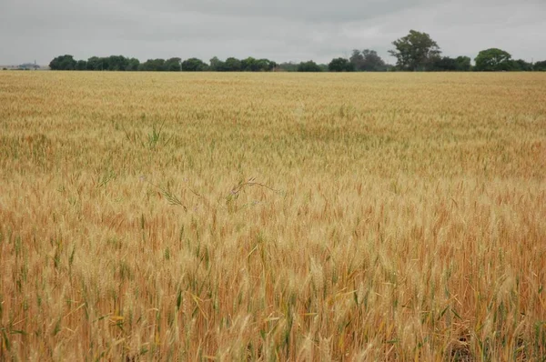 Kuzey Arjantin 'deki altın buğday tarlaları