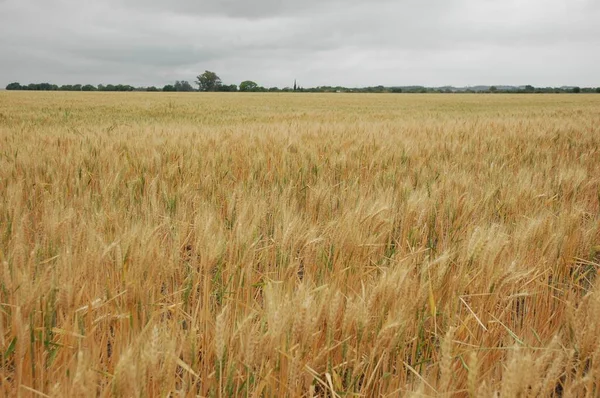 Kuzey Arjantin 'deki altın buğday tarlaları
