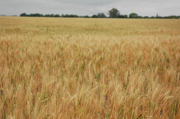 Kuzey Arjantin 'deki altın buğday tarlaları