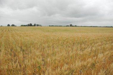 Kuzey Arjantin 'deki altın buğday tarlaları