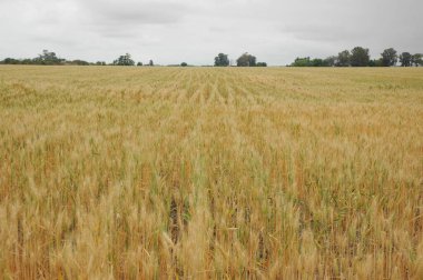 Kuzey Arjantin 'deki altın buğday tarlaları