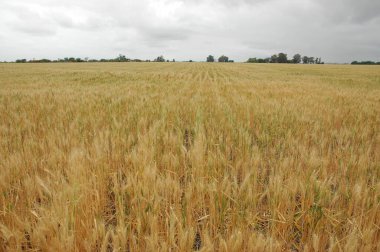 Kuzey Arjantin 'deki altın buğday tarlaları